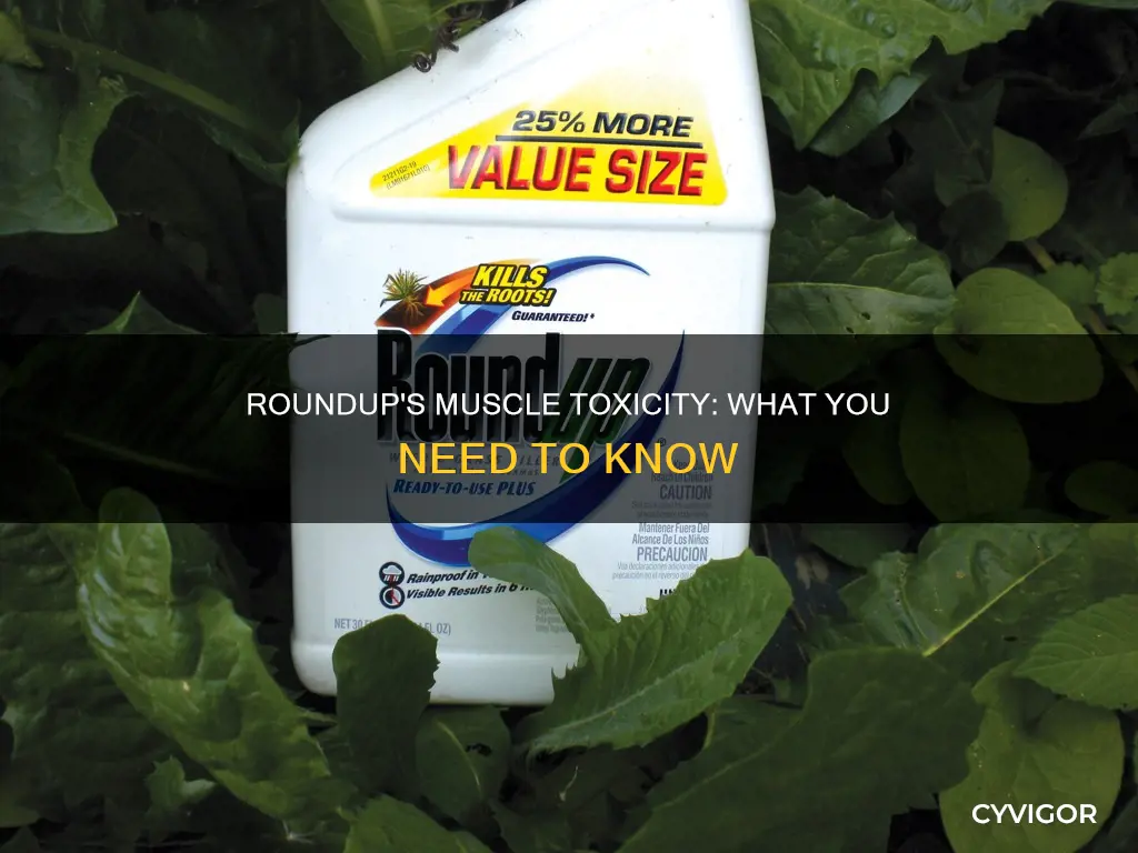 does roundup cause muscle toxicity