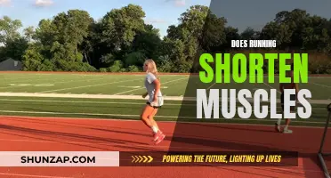 Running's Impact: Muscle Shortening Mystery Solved