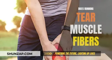 Running and Muscle Fibers: Friend or Foe?