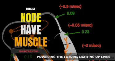 The SA Node: A Muscular Electrical Conductor?