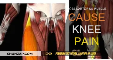 Sartorius Muscle and Knee Pain: What's the Link?