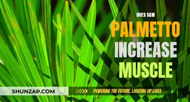 Saw Palmetto: Muscle Builder or Myth?