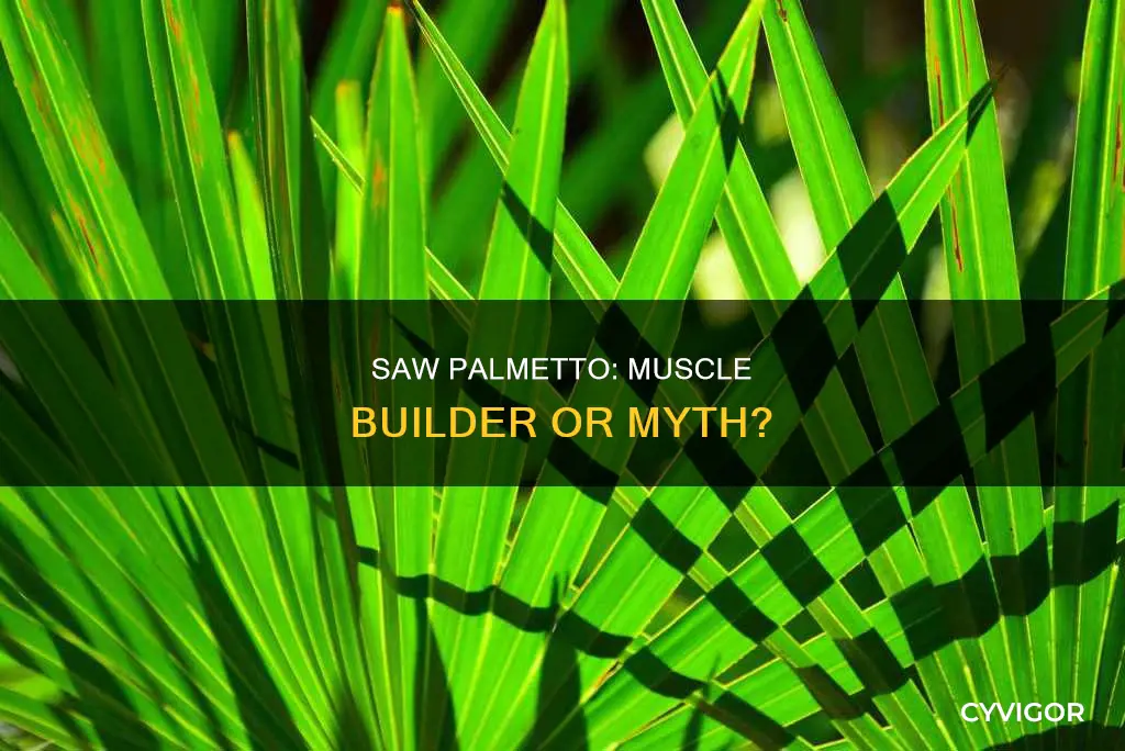 does saw palmetto increase muscle