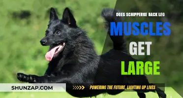 Schipperke Back Leg Muscles: Do They Get Large?