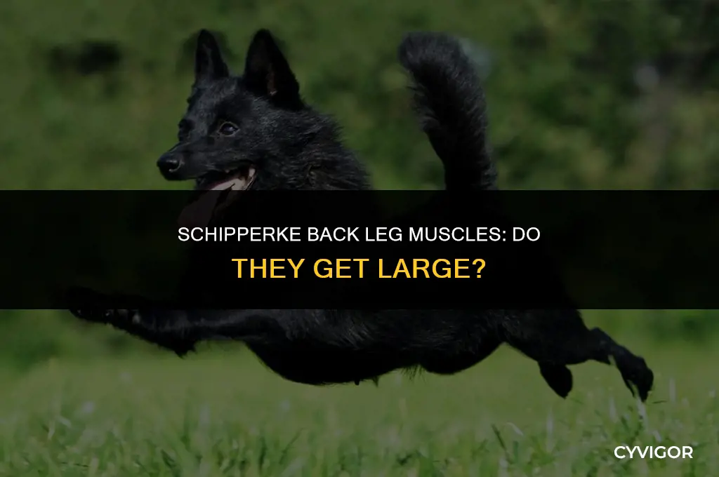 does schipperke back leg muscles get large