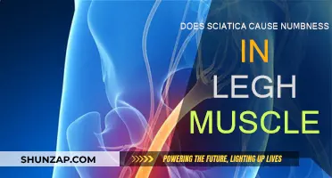 Sciatica and Leg Numbness: What's the Link?