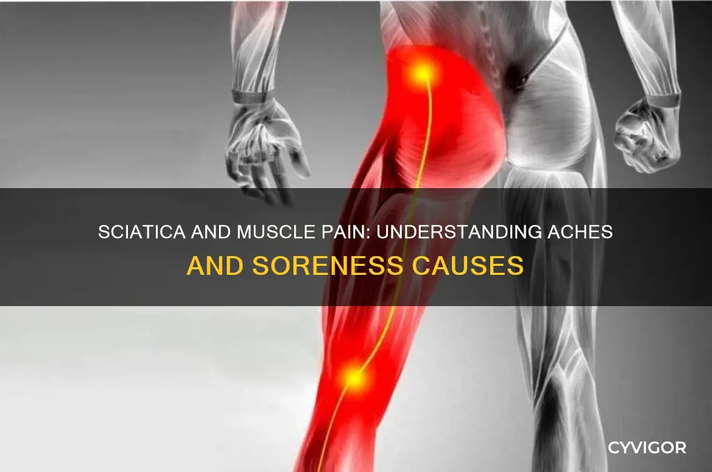 does sciatica make the muscles ache be sore