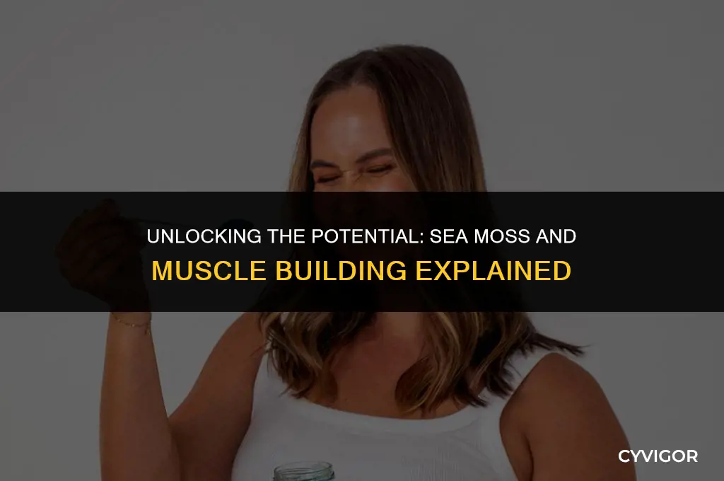 does sea moss help build muscle