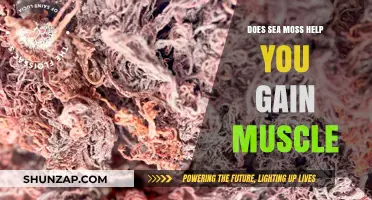 Sea Moss for Muscle Gain: Fact or Fiction?
