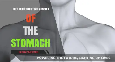 Can Stomach Muscle Relaxation Be Induced by Secretion?