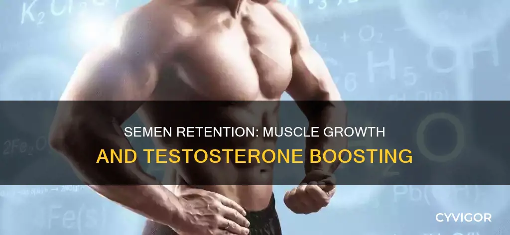 does semen retention increase muscle