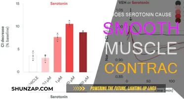 Serotonin's Role in Smooth Muscle Contraction Explained