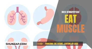 Serrapeptase: Muscle Friend or Foe?