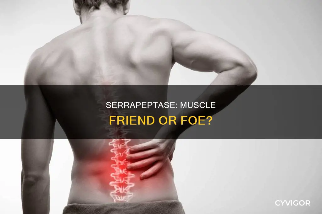 does serrapeptase eat muscle