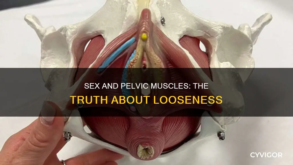 does sex loosen pelvic muscles