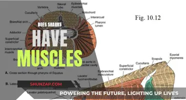 Exploring Shark Anatomy: Unveiling Their Muscular System