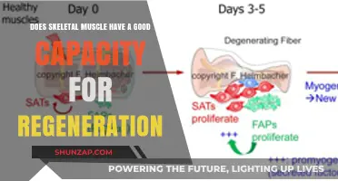 Skeletal Muscle Regeneration: Unlocking the Body's Remarkable Healing Potential