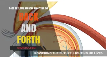 Exploring the Role of Skeletal Muscle in Eye Movement Dynamics