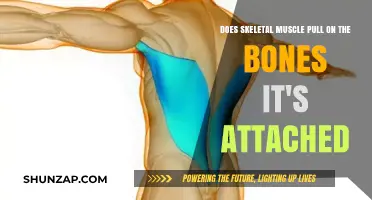 How Skeletal Muscles Interact with Bones: Pulling Mechanism Explained
