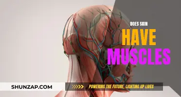 Skin Muscles: Fact or Fiction?