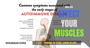 How SLE Impacts Muscle Function and Performance
