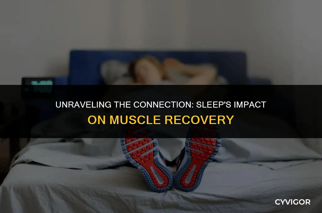 does sleep affect muscle recovery