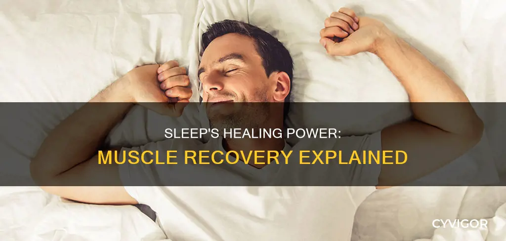 does sleep heal muscles