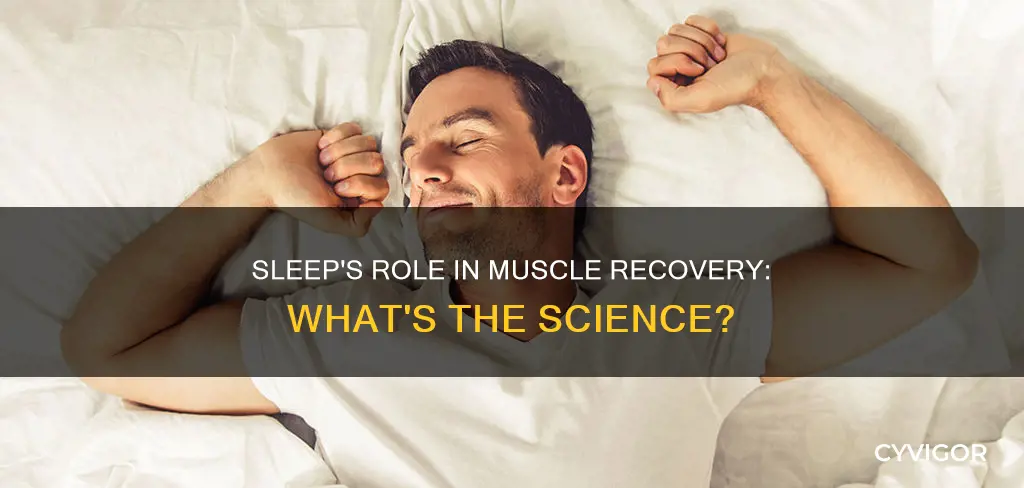 does sleep speed muscle recovery