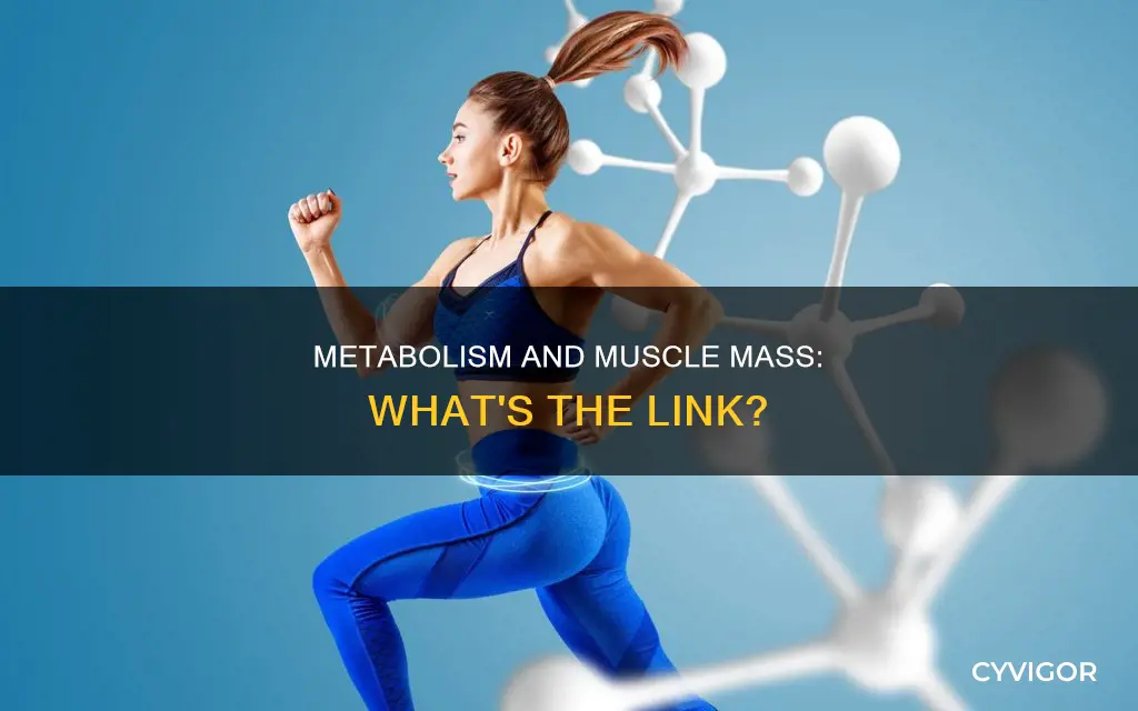 does slow metabolism cause muscle mass