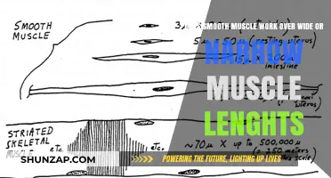 Smooth Muscle Function: Wide or Narrow Lengths for Optimal Performance?