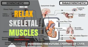 Does SNS Relax Skeletal Muscles? Unraveling the Autonomic Connection