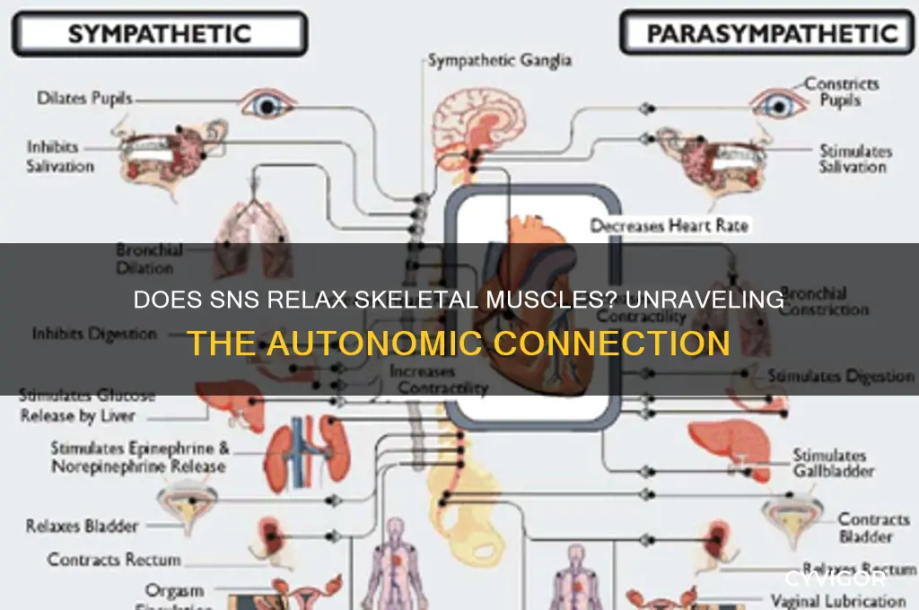 does sns relax skeletal muscles