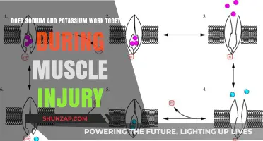 Sodium and Potassium Synergy in Muscle Injury Recovery Explained