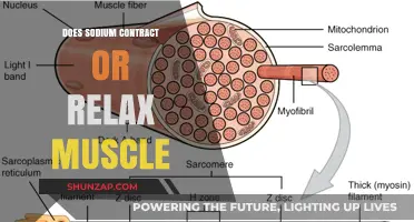 Sodium's Role in Muscle Contraction and Relaxation Explained