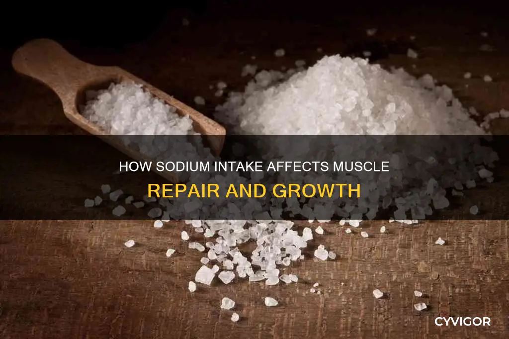 does sodium repair muscle