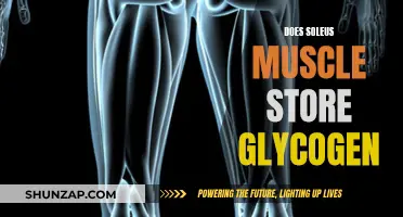 Soleus Muscle and Glycogen Storage: What's the Connection?