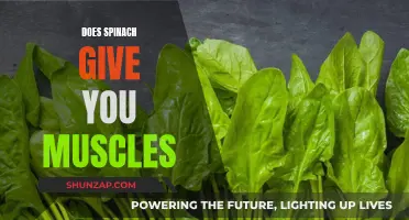 Spinach and Muscles: Fact or Fiction?