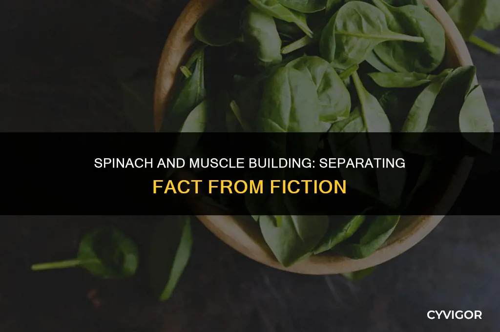 does spinach help build muscle