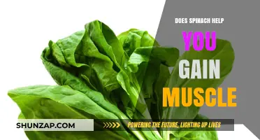Spinach for Muscle Growth: Fact or Fiction? Uncover the Truth