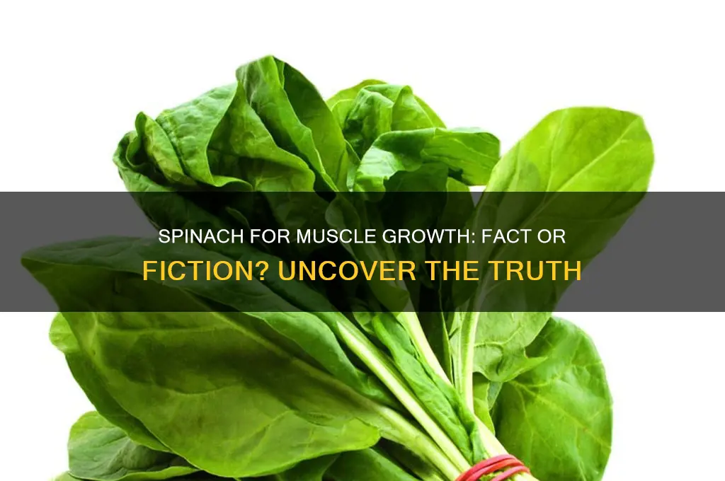 does spinach help you gain muscle