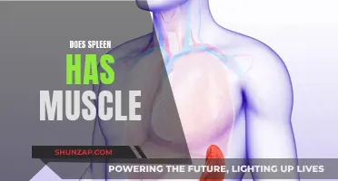 The Spleen and Muscle Mystery: Any Connection?