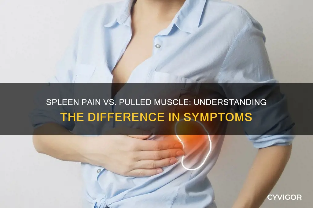does spleen pain feel like a pulled muscle