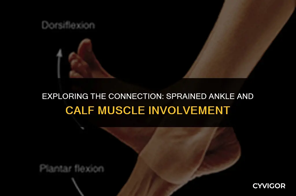 does sprained ankle involve calf muscle