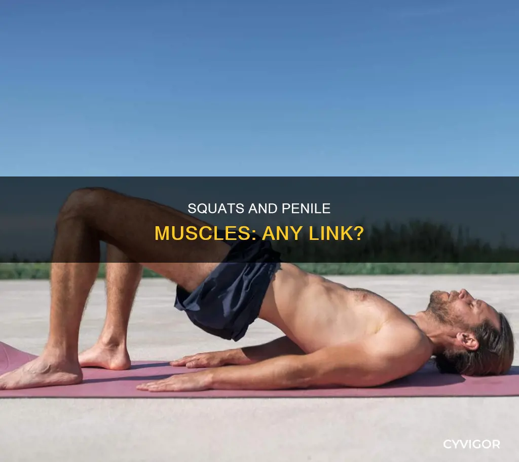 does squats increase penile muscles
