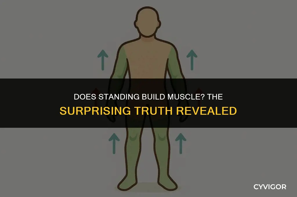 does standing build muscle