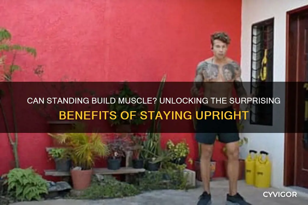 does standing me gain muscle