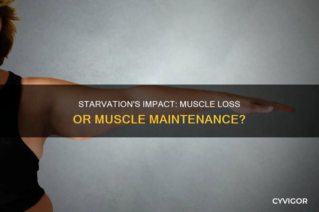 does starvation take away muscle