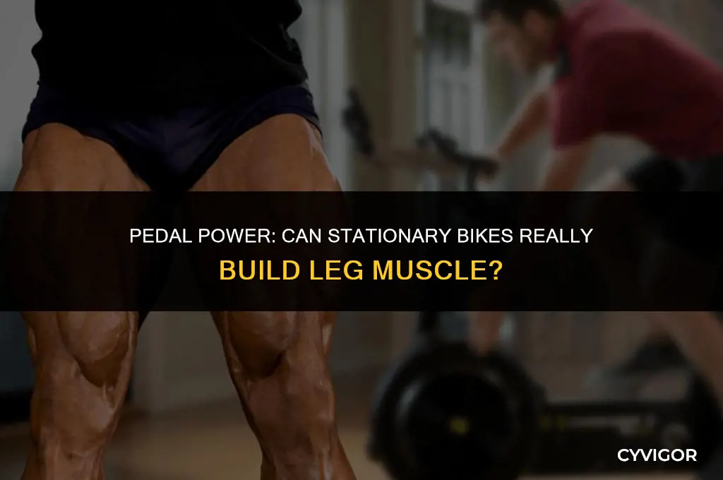 does stationary bike build leg muscle