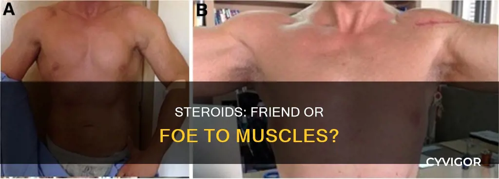 does steroids attack your muscles