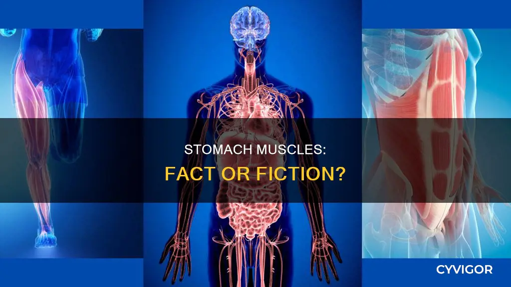 does stomach have muscles